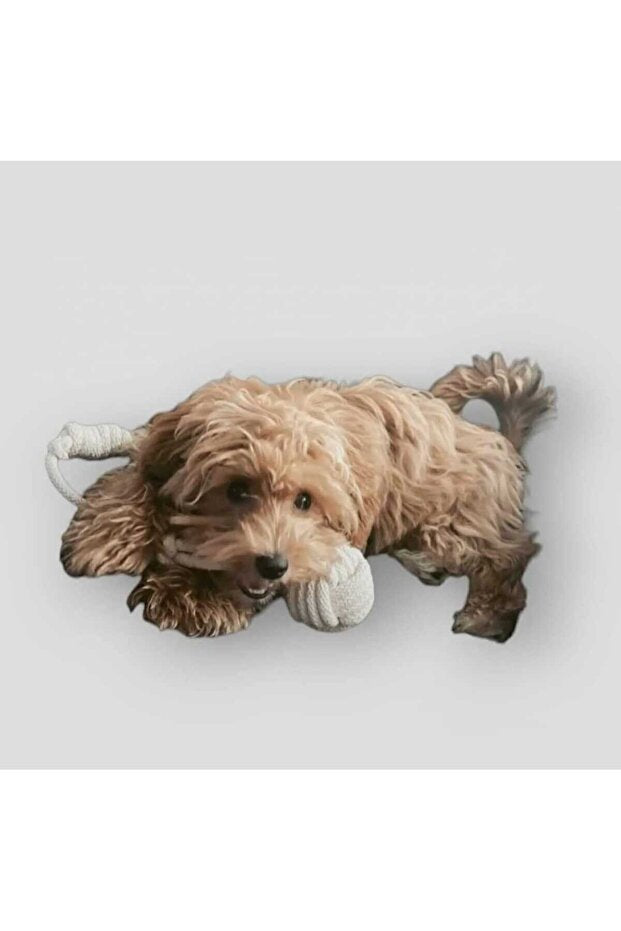 4’lü Hijyenik Köpek Oyun ve Diş Bakım Seti – Halat Çekme, Stres ve Temizlik Oyuncakları